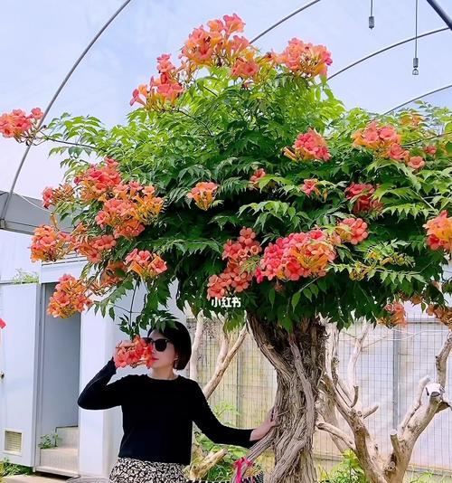 家庭养殖之乐——盆栽凌霄花（凌霄花盆栽的养护技巧和养殖方法）