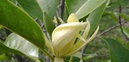白兰花的花语（探寻白兰花的深层内涵）