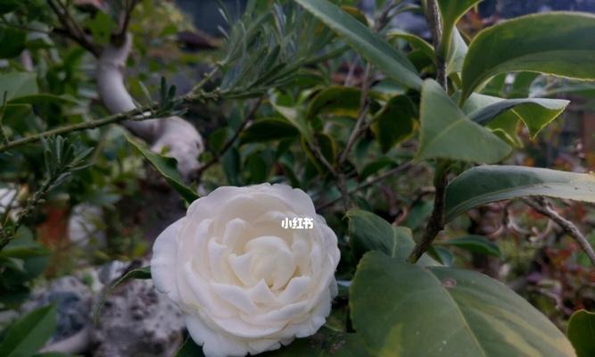白山茶的花语与意义（探寻白山茶花语的深层内涵）