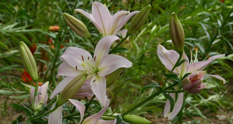 橙色百合花的象征意义（探寻橙色百合花所代表的情感和美好）