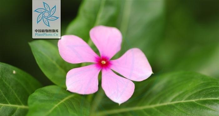 长春花（探寻长春花的花语和寓意）