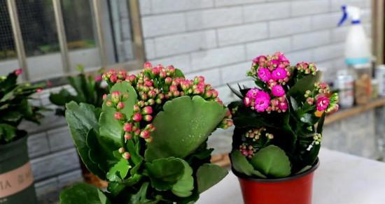 长寿花的花语、功效与价值（探寻长寿花的秘密）