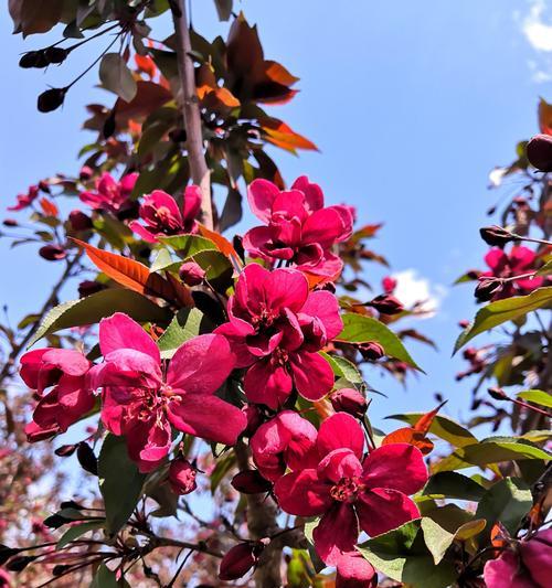垂丝海棠花语——爱与希望的象征（探寻垂丝海棠花的文化内涵与美丽之处）