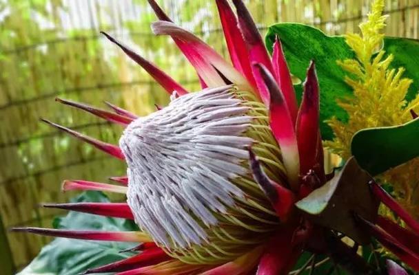 帝王花（探索帝王花的花语与传说）