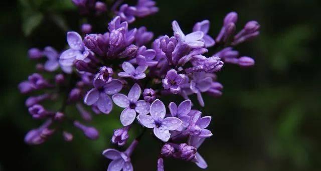 丁香花语的神秘魅力(揭开丁香花背后的花语之谜)