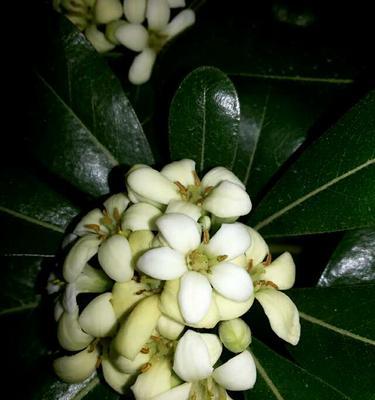 非洲茉莉的花语和寓意（探索非洲茉莉的神秘花语）