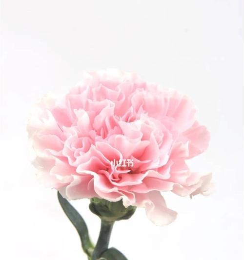 以粉佳人的花语是什么（探寻花语之美）