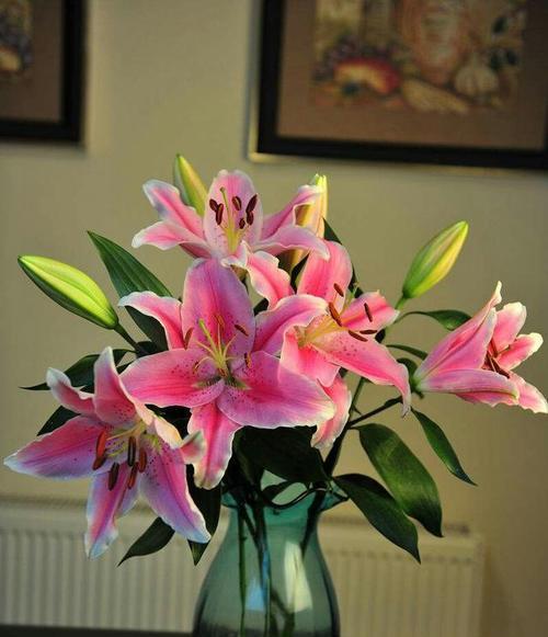 粉色百合花的美丽花语（探寻粉色百合花所传达的情感和寓意）