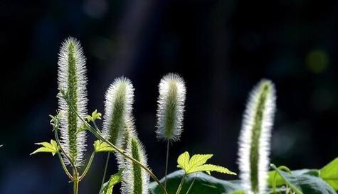狗尾草的花语及其深刻寓意（透过狗尾草）
