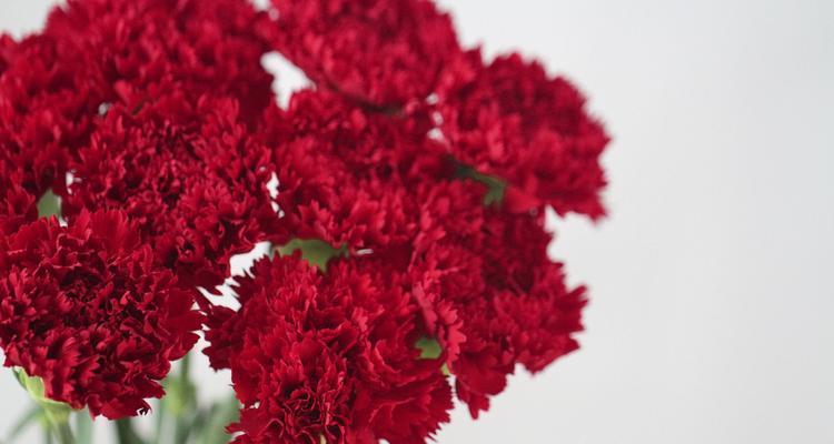 红色康乃馨花语的深刻寓意（康乃馨花语的内涵与象征意义）