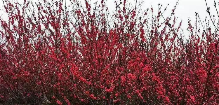 红叶碧桃的花语及寓意（揭秘红叶碧桃的秘密）