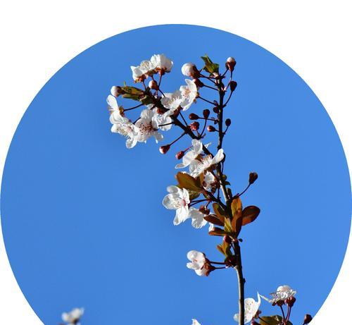 红叶李花语（红叶李的花语及寓意解读）
