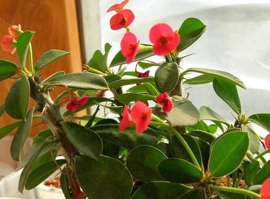 虎刺梅花（赏读虎刺梅花）