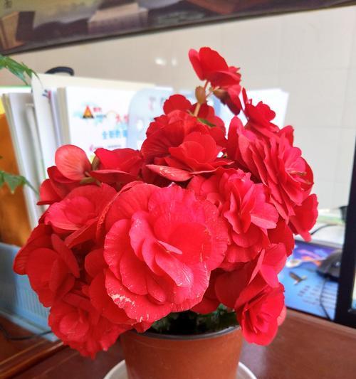 丽格海棠花语和寓意（探秘丽格海棠的花语与传说）