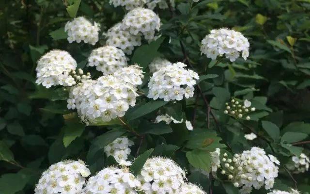麻叶绣线菊的花语探秘（揭开麻叶绣线菊的隐藏花语之谜）