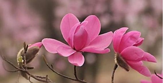 木兰花语——勇敢与坚持的象征（木兰花）