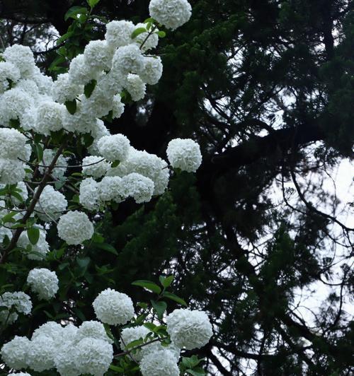以木绣球的花语和寓意（寓意深远的以木绣球花）