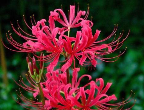 双生花的花语与美丽传说（探寻双生花的神奇含义和引人入胜的故事）