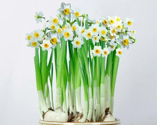水仙花的美丽与意义（揭开水仙花的深层寓意）