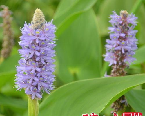以梭鱼草花语的多样性为主题的文章（探索梭鱼草花语的丰富意义与应用价值）