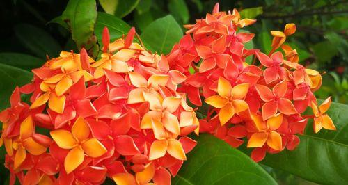 小叶龙船花(揭秘小叶龙船花的寓意与花语)
