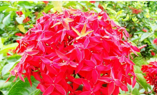 小叶龙船花（揭秘小叶龙船花的寓意与花语）