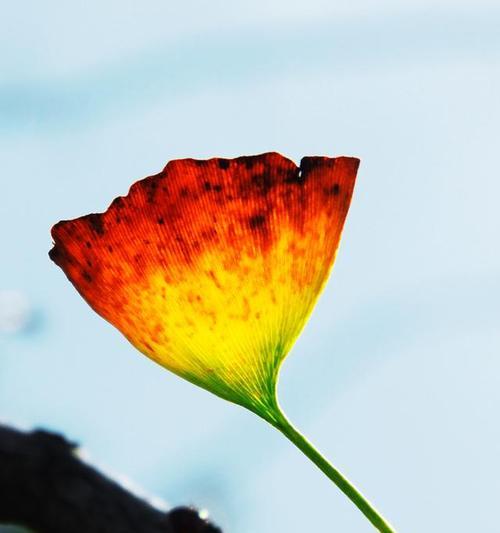 银杏的花语及其寓意（探秘银杏花的美丽与哲理）