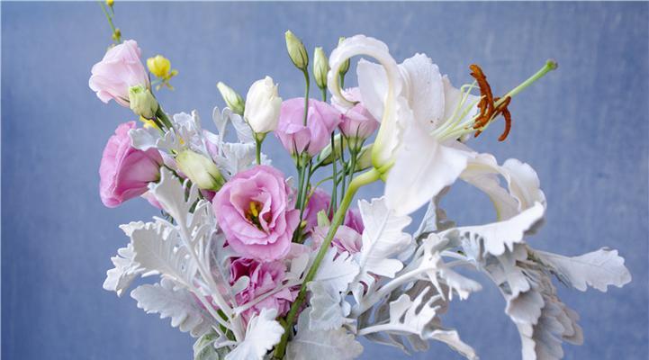 银叶菊的花语及其意义（探寻银叶菊花语中的秘密）
