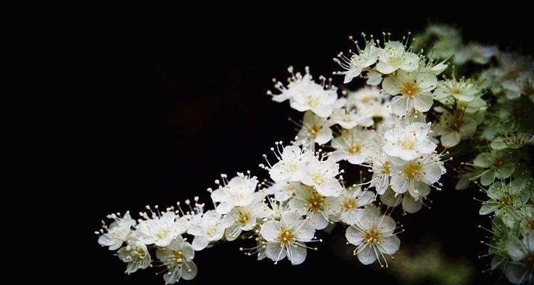珍珠梅的花语与寓意（探寻珍珠梅的花语及其在文化传统中的重要性）