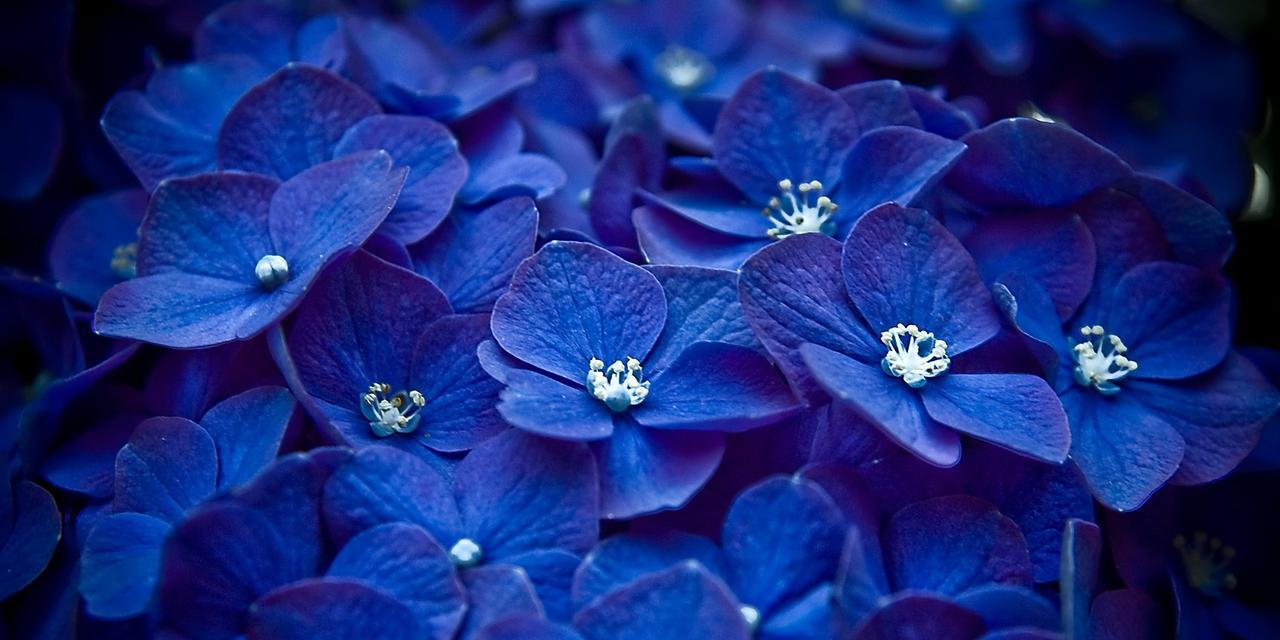 花的花语之美丽与坚强（探索花的花语）