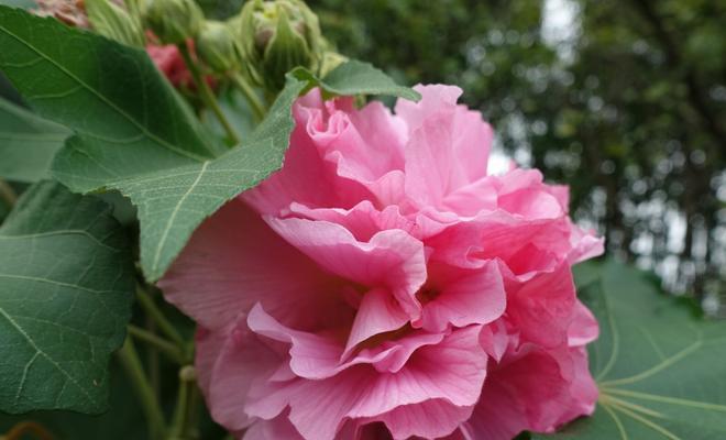 芙蓉花的花语（傲立水中）