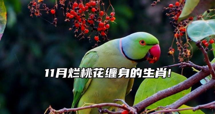 桃花生肖的象征意义(揭秘十二生肖中与桃花相关的生肖)