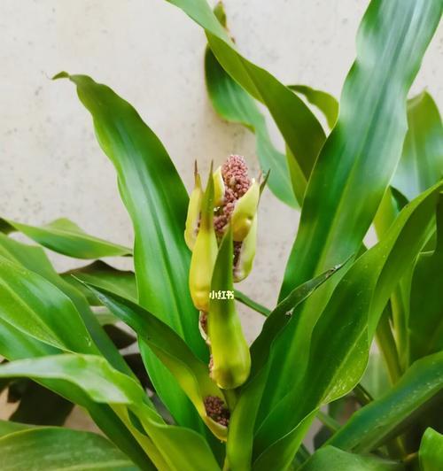 铁树会开花吗（探讨植物奇迹背后的科学秘密）
