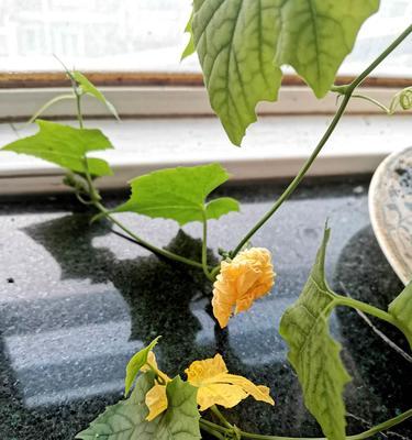 丝瓜花盆种植指南（窄地可种植的多年生蔬菜种植技巧）