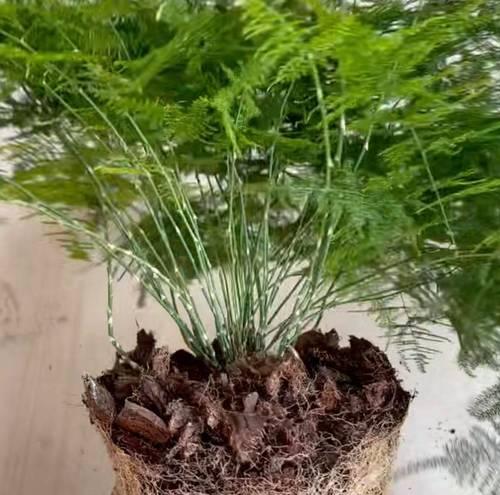 如何防止丝瓜烂根（养护方法）
