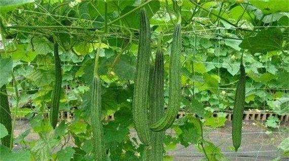 丝瓜种植时间和生长周期详解（掌握丝瓜种植时间）