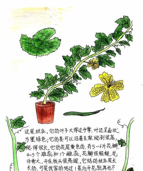 如何让丝瓜种子快速发芽（掌握发芽时间）