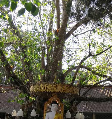 寺院适合种什么树（绿化建设也需恰到好处）
