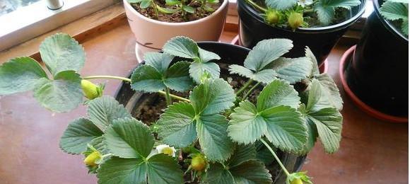 四季草莓的种植技巧（掌握四季草莓的生长周期和种植时间）