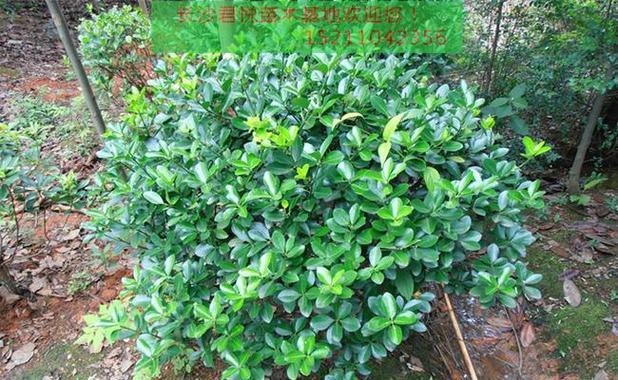 四季茶花在冬天该如何养护（冬季防范茶花受冷冻的重要措施）
