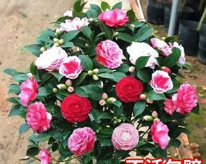 四季茶花怎么养（打造多花期茶花园）