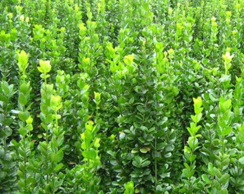 四季常青植物——生命不息，绿色常在