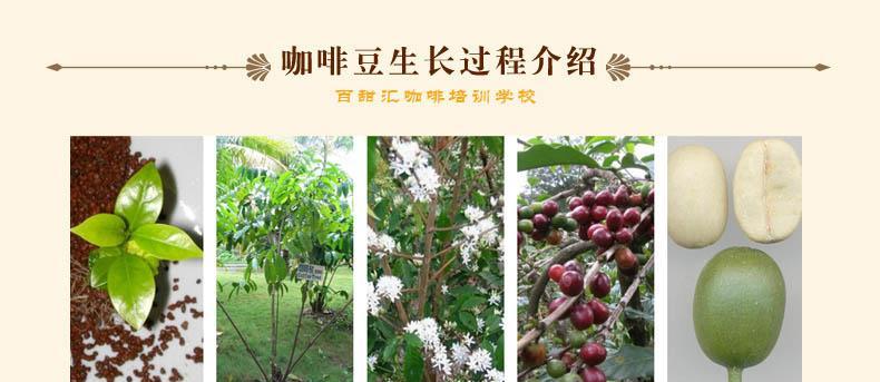 四季豆的生长周期及养护详解
