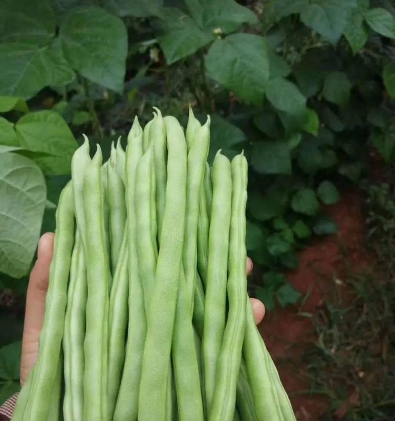 四季豆的浇水频率（园艺爱好者必看）