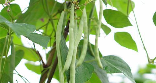 四季豆的营养和健康价值（探讨四季豆生芽能否食用）