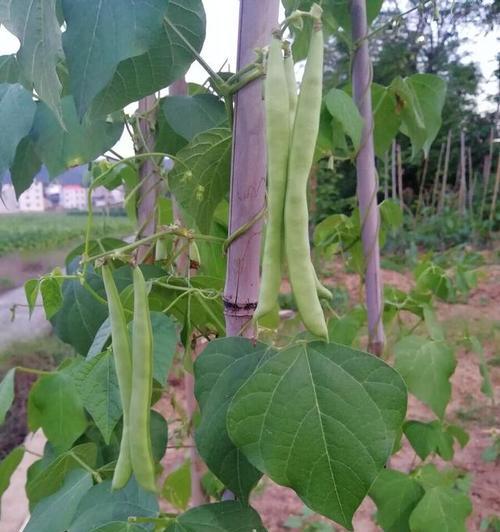 四季豆种子的种植方法（从选种到收获全面指南）