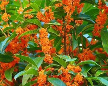 四季桂花的开花时间及特点——四季桂花的花期和开花时间