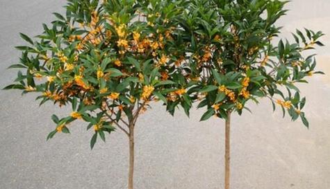 四季桂花开放时间及特点（探秘桂花四季芳香）
