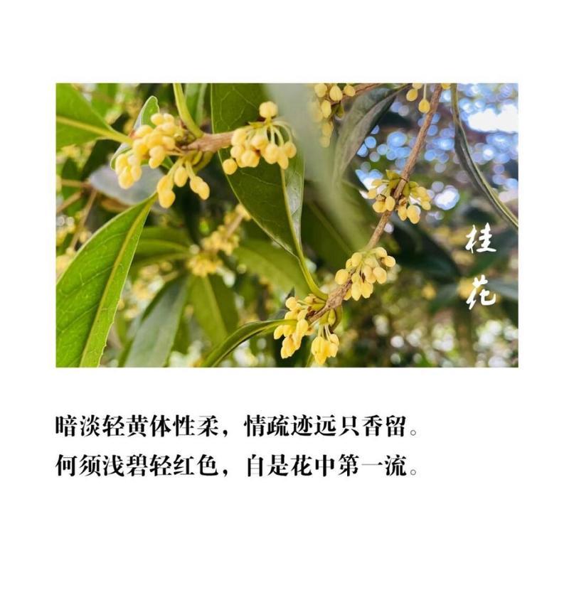 四季桂花的剪枝技巧（什么时候剪枝最适合）