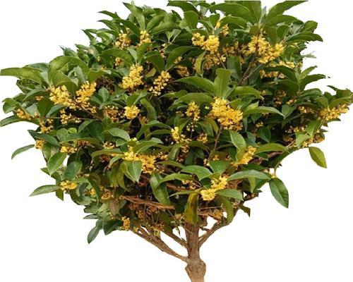 四季桂花树的养护方法（打造美丽庭院的秘诀）